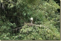 Taiping Lake Gardens 