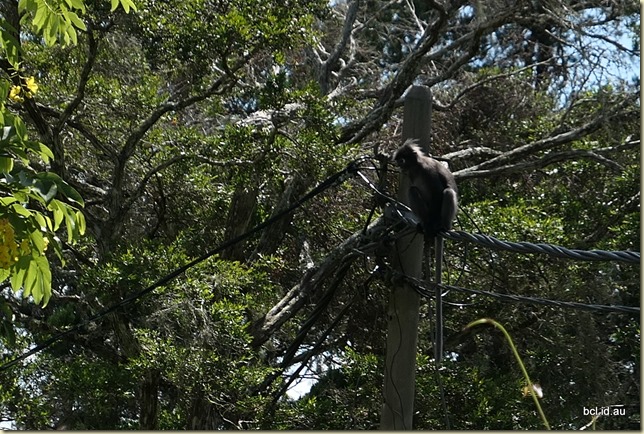Monkeys Jerai Hill Resort