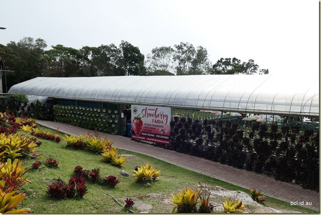 Jerai Hill Resort Strawberry Farm