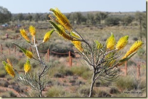 Kata Tjuta