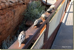 Kings Creek Walk Kings Canyon