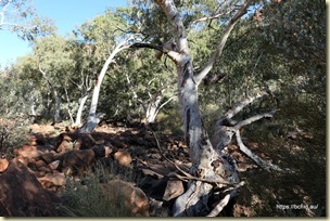 Kings Creek Walk Kings Canyon