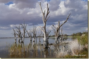 Barmera Lake Bonney