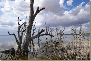 Barmera Lake Bonney
