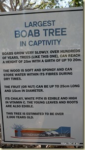  Wyndham Caravan Park Boab Tree