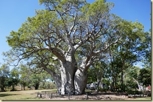  Wyndham Caravan Park Boab Tree