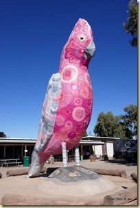 The Big Galah Kimba 