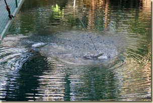 Timber Creek Croc Feeding
