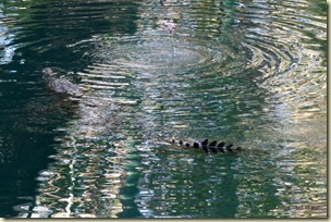 Timber Creek Croc Feeding