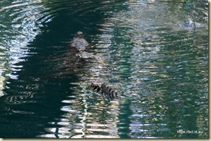 Timber Creek Croc Feeding