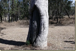 Thomas Mitchell Camp Site