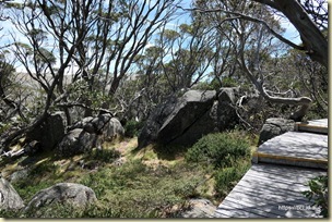 Charlotte Pass Kosciuszko National Park