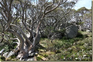 Charlotte Pass Kosciuszko National Park