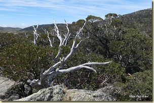 Charlotte Pass Kosciuszko National Park