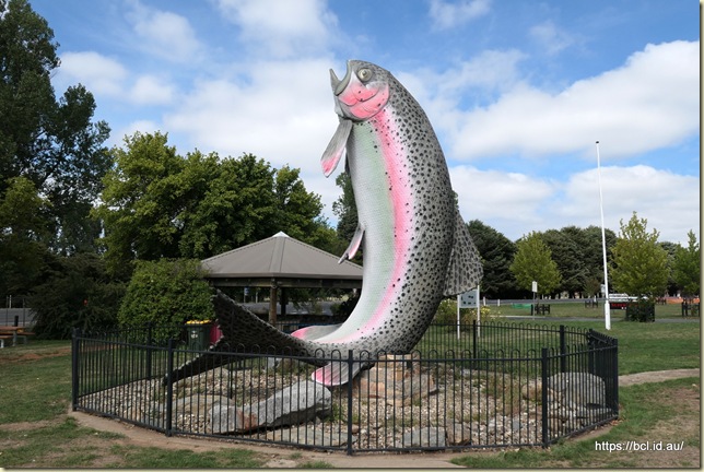 The Trout Adaminaby