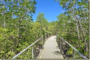 The Mangrove Boardwalk
