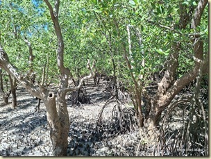The Mangrove Boardwalk