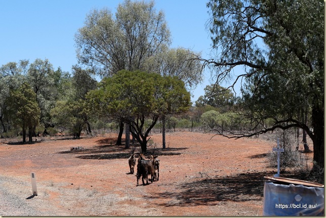 Ivanhoe to Cobar Rest Stop