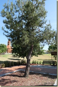 Boorowa Lone Pine