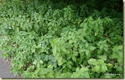 Macclesfield Nettles