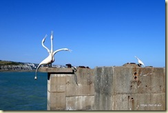 Folkestone Harbour