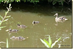 Macclesfield Canal Walk