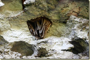 Umpherson Sinkhole